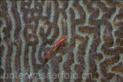 Korallengrundel (Pleurosicya mitcheli) auf einer Steinkoralle (Bali, Indonesien) - Coral Goby (Bali, Indonesia)