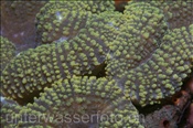 Nahaufnahme einer Indonesischen Grosssternkoralle (Scolymia vitiensis), (Bali, Indonesien) - Doughut Coral (Bali, Indonesia)