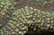 Nahaufnahme einer Indonesischen Grosssternkoralle (Scolymia vitiensis), (Bali, Indonesien) - Doughut Coral (Bali, Indonesia)