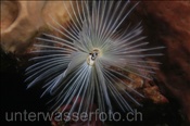 Federwurm (Chone sp.), (Bali, Indonesien) - Feather duster worm (Bali, Indonesia)