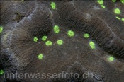 Nahaufnahme einer Geoffroys Koralle (Trachyphyllia geoffroyi), (Bali, Indonesien) - Geoffroy`s Coral / Open Brain Coral (Bali, Indonesia)