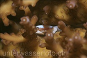Die Korallenkrabbe (Tetralia cavimana) lebt auf Acropora-Korallen (Bali, Indonesien) - Reef Crab (Bali, Indonesia)