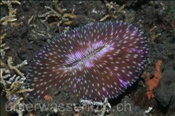 Die Ovale Pilzkoralle (Fungia scutaria) liegt lose am Meeresboden (Bali, Indonesien) - Mushroom Coral (Bali, Indonesia)