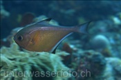 Der Schwarzrand Beilbauchfisch (Pempheris mangula) versteckt sich wärend des Tages gerne in Spalten und Höhlen (Bali, Indonesien) - Black Edged Sweeper / Black Margin Bullseye (Bali, Indonesia)