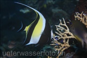 Der Halfterfisch (Chaetodon adiergastos) ist mit den Doktorfischen verwandt (Bali, Indonesien) - Moorish Idol (Bali, Indonesia)
