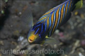 Der Pfauen Kaiserfisch (Pygoplites diacanthus) ist ein sehr farbenprächtiger Rifffisch (Bali, Indonesien) - Regal Angelfish (Bali, Indonesia)