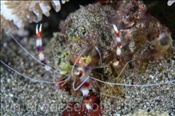 Gebänderte Scherengarnele (Stenopus hispidus), (Insel Kawula, Banda-See) - Coral Banded Shrimp / Banded Coral Shrimp (Kawula Island, Banda-Sea, Indonesia)