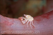 Porzellankrebs (Porcellanella sp.1) auf einer Weichkoralle (Insel Kawula, Banda-See) - Porcelain Crab (Kawula Island, Banda-Sea, Indonesia)
