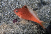 Gabelschwanz Büschelbarsch (Cyprinocirrhites polyactis), (Insel Kawula, Banda-See) - Swallowtail Hawkfish / Lyretail Hawkfish (Kawula Island, Banda-Sea, Indonesia)