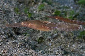 Robuster Geisterpfeifenfisch (Solenostomus cyanopterus), (Insel Kawula, Banda-See) - Robust Ghostpipefish (Kawula Island, Banda-Sea, Indonesia)