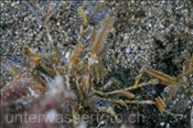 Gespensterkrabbe (Achaeus spinosus), (Insel Kawula, Banda-See) - Spider Crab (Kawula Island, Banda-Sea, Indonesia)