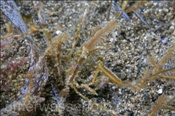 Gespensterkrabbe (Achaeus spinosus), (Insel Kawula, Banda-See) - Spider Crab (Kawula Island, Banda-Sea, Indonesia)