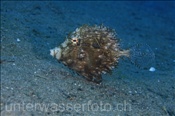 Schmuck Feilenfisch / Fransen Feilenfisch (Chaetodermis penicilligera), (Insel Kawula, Banda-See) - Leafy Filefish / Prickly Leatherjacket (Kawula Island, Banda-Sea, Indonesia)