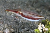 Papua Sepie (Sepia papuensis) verändert ihre Färbung zum schwimmen (Insel Kawula, Banda-See) - Papuan Cuttlefish (Kawula Island, Banda-Sea, Indonesia)