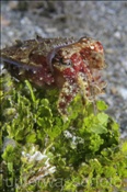 Papua Sepie (Sepia papuensis), (Insel Kawula, Banda-See) - Papuan Cuttlefish (Kawula Island, Banda-Sea, Indonesia)