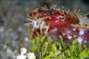 Papua Sepie (Sepia papuensis) hat eine Beute im Schnabel (Insel Kawula, Banda-See) - Papuan Cuttlefish (Kawula Island, Banda-Sea, Indonesia)
