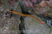 Gelbband-Seenadel (Dunckerocampus pessuliferus), (Insel Kawula, Banda-See) - Yellow Banded Pipefish (Kawula Island, Banda-Sea, Indonesia)