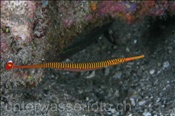 Gelbband-Seenadel (Dunckerocampus pessuliferus) mit Eier am Bauch (Insel Kawula, Banda-See) - Yellow Banded Pipefish (Kawula Island, Banda-Sea, Indonesia)