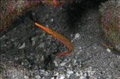 Gelbband-Seenadel (Dunckerocampus pessuliferus) mit Eier am Bauch (Insel Kawula, Banda-See) - Yellow Banded Pipefish (Kawula Island, Banda-Sea, Indonesia)