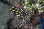 Sechsstreifen Seifenbarsch (Grammistes sexlineatus), (Insel Kawula, Banda-See) - Sixstripes Soapfish (Kawula Island, Banda-Sea, Indonesia)