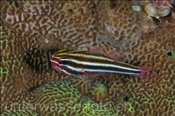 Schwarzband Kardinalbarsch (Apogon nigrofasciatus), (Insel Kawula, Banda-See) - Blackstripe Cardinalfish (Kawula Island, Banda-Sea, Indonesia)