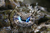 Auge des Teppich Krokodilsfischs (Papilloculiceps longiceps), (Insel Kawula, Banda-See) - Carpet Flathead (Kawula Island, Banda-Sea, Indonesia)