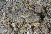 Die Gemeine Ellbogenkrabbe (Daldorfina horrida) ist im Sand perfekt getarnt (Insel Kawula, Banda-See) - Horrid Ellbow Crab (Kawula Island, Banda-Sea, Indonesia)