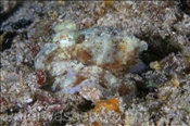 Unbekannte Krakenart (Octopus sp.1) lebt im Flachwasserbereich (Insel Kawula, Banda-See) - Unknown Octopus (Kawula Island, Banda-Sea, Indonesia)
