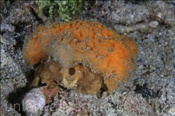 Die Schwammkrabbe (Dromia sp.1) tarnt sich mit einem Schwamm (Insel Kawula, Banda-See) - Sponge Crab (Kawula Island, Banda-Sea, Indonesia)