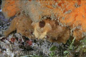 Die Schwammkrabbe (Dromia sp.1) tarnt sich mit einem Schwamm (Insel Kawula, Banda-See) - Sponge Crab (Kawula Island, Banda-Sea, Indonesia)
