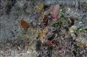 Die Dekorier-Spinnenkrabbe (Schizophrys aspera) ist durch ihre Tarnung nahezu unsichtbar (Insel Kawula, Banda-See) - Decorator Crab (Kawula Island, Banda-Sea, Indonesia)