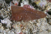 Blatt-Stirnflosser / Schaukel-Stirnflosser (Ablabys macracanthus), (Insel Kawula, Banda-See) - Spiny Waspfish (Kawula Island, Banda-Sea, Indonesia)