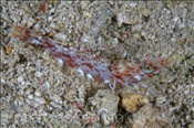 Garnele (Solenocera sp.1) auf Sandgrund (Insel Kawula, Banda-See) - Shrimp (Kawula Island, Banda-Sea, Indonesia)