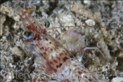 Kopfbereich der Garnele (Solenovera sp.1), (Insel Kawula, Banda-See) - Shrimp (Kawula Island, Banda-Sea, Indonesia)