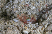 Die Garnele (Solenovera sp.1) hat sich im Sand eingegraben (Insel Kawula, Banda-See) - Shrimp (Kawula Island, Banda-Sea, Indonesia)