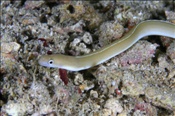 Weisslinienmuräne (Gymnothorax albimarginatus), (Insel Kawula, Banda-See) - Whitemargin Moray Eel (Kawula Island, Banda-Sea, Indonesia)