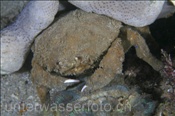 Die Schwammkrabbe (Dromia dormia) tarnt sich mit einem grossen Stück Schwamm (Insel Kawula, Banda-See) - Sponge Crab (Kawula Island, Banda-Sea, Indonesia)