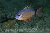 Kardinalbarsch (Apogon fleurieu), (Insel Kawula, Banda-See) - Cardinalfish (Kawula Island, Banda-Sea, Indonesia)