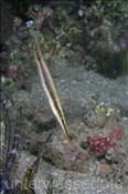 Gestreifter Schnepfenmesserfisch (Aeoliscus strigatus), (Insel Kawula, Banda-See) - Rigid Shrimpfish / Rigid Razor Fish (Kawula Island, Banda-Sea, Indonesia)