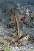 Gestreifter Schnepfenmesserfisch (Aeoliscus strigatus), (Insel Kawula, Banda-See) - Rigid Shrimpfish / Rigid Razor Fish (Kawula Island, Banda-Sea, Indonesia)