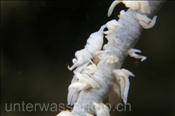 Schwarzkorallen Partnergarnele (Pontonides unciger) auf weisser Koralle (Alor, Banda-See, Indonesien) - Wire Coral Shrimp (Alor, Banda-Sea, Indonesia)