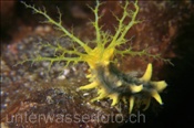 Gelbe Seegurke (Colochirus robustus) fängt Plankton aus dem Meerwasser (Alor, Banda-See, Indonesien) - Yellow Sea Cucumber (Alor, Banda-Sea, Indonesia)