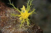 Gelbe Seegurke (Colochirus robustus) fängt Plankton aus dem Meerwasser (Alor, Banda-See, Indonesien) - Yellow Sea Cucumber (Alor, Banda-Sea, Indonesia)