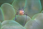 Die Blasenkorallen-Garnele (Vir philippinensis) lebt ausschliesslich in der Blasenkoralle Plerogyra sinuosa (Alor, Banda-See, Indonesien) - Bubblecoral shrimp  (Alor, Banda-Sea, Indonesia)