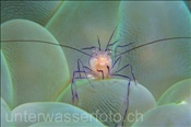 Die Blasenkorallen-Garnele (Vir philippinensis) lebt ausschliesslich in der Blasenkoralle Plerogyra sinuosa (Alor, Banda-See, Indonesien) - Bubblecoral shrimp  (Alor, Banda-Sea, Indonesia)