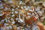 Korallenrankenfusskrebse (Ceratoconcha sp.) ernähren sich von Plankton, welches sie mit ihren Tentakeln aus dem Wasser filtrieren (Alor, Banda-See, Indonesien) - Coral Barnacle  (Alor, Banda-Sea, Indonesia)