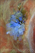 Molukken-Keulenseescheide (Clavelina moluccensis), (Alor, Banda-See, Indonesien) - Moluccan Ascidian / Blue Spot Ascidian  (Alor, Banda-Sea, Indonesia)