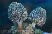 Die Pilz Seescheide (Oxycorynia fascicularis) bildet keulenförmige Kolonien (Alor, Banda-See, Indonesien) - Stalked Green Ascidian (Alor, Banda-Sea, Indonesia)