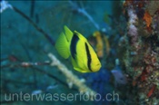 Schwarzgelber Seifenbarsch (Diploprion bifasciatum), (Alor, Banda-See, Indonesien) - Barred Soapfish / Two-banded Soapfish (Alor, Banda-Sea, Indonesia)