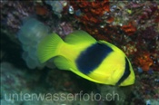 Schwarzgelber Seifenbarsch (Diploprion bifasciatum), (Alor, Banda-See, Indonesien) - Barred Soapfish / Two-banded Soapfish (Alor, Banda-Sea, Indonesia)